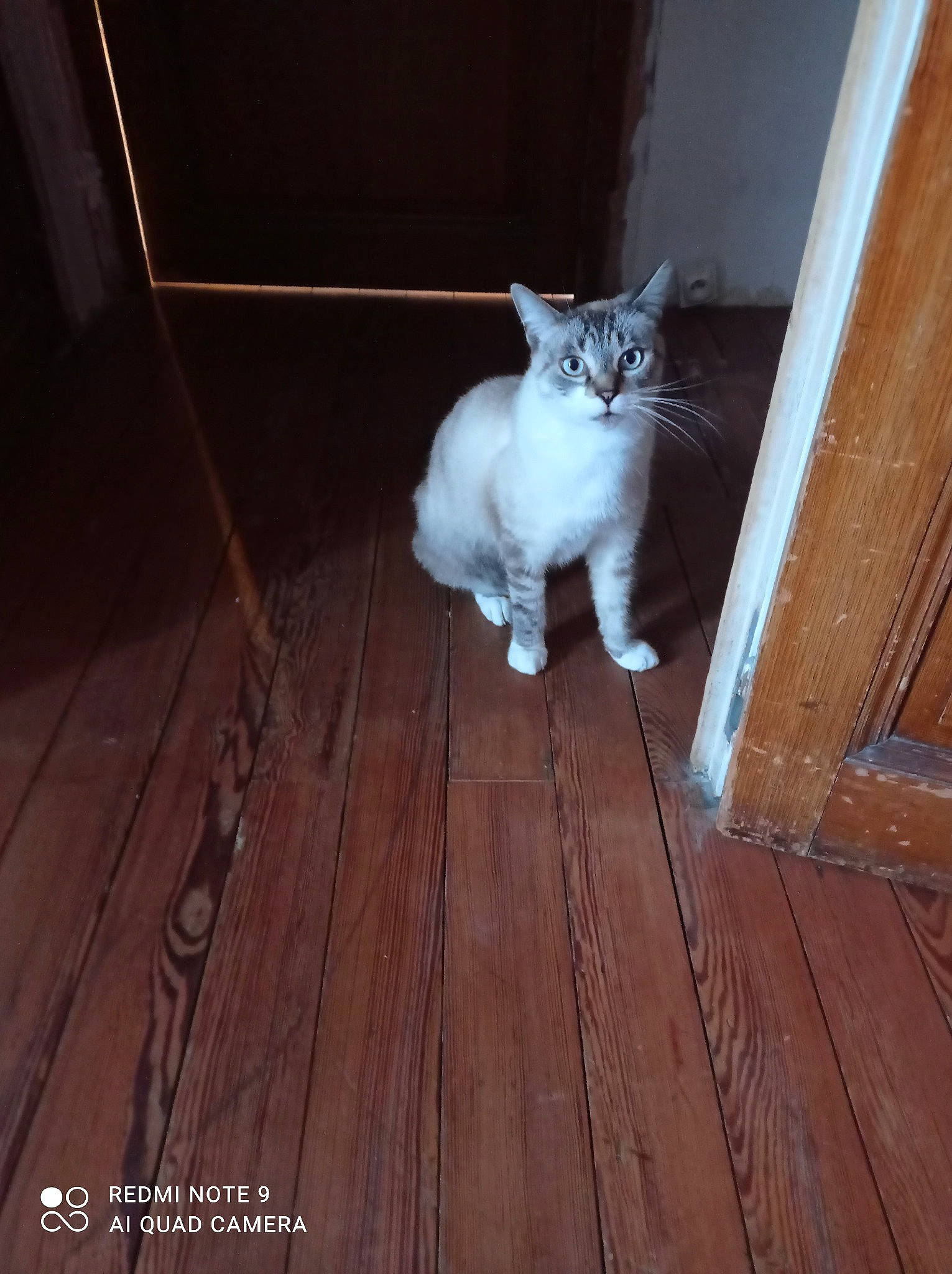 Titi a rejoint le concours — aidez-le/la à gagner de superbes lots ! carnivore, cat, domestic_short_haired_cat, door, fawn, felidae, floor, flooring, fur, hardwood, laminate_flooring, plank, small_to_medium_sized_cats, snout, tail, varnish, whiskers, wood, wood_flooring, wood_stain