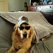 Pablo a rejoint le concours — aidez-le/la à gagner de superbes lots ! accessories, animal, architecture, baseballcap, building, cabinet, canine, cap, clothing, couch, dog, furniture, glasses, goldenretriever, hat, indoors, livingroom, person, pet, puppy