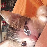 Loki is registered to the contest to win money with this photo: animal, background, cat, close_up, curious, eyes, fabric, face, fur, indoor, kitten, nose, orange_clothing, pattern, person, pet, portrait, snuggle, whiskers, young_cat