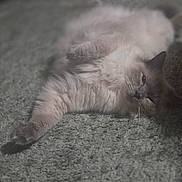 Cashmere is registered to the contest to win money with this photo: animal, carpet, cat, closeup, cozy, cute, domestic_animal, feline, fluffy, fur, indoor, laying_down, paw, pet, relaxed, resting, sleepy, soft_light, texture, whiskers