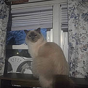 Cashmere is registered to the contest to win money with this photo: cat, fluffy, window, blinds, curtains, fan, indoor, evening, wooden_surface, animal, pet, feline, portrait, sitting, cozy, soft_light, domestic, home, furniture, quiet