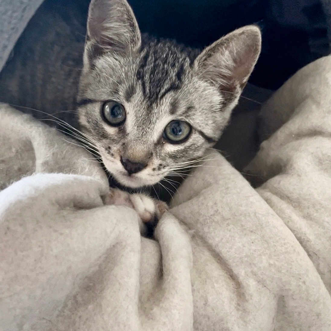 Tigra