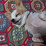 Happy participe au concours pour gagner de l'argent avec cette photo : carpet, closeup, collar, cute, dog, ear, fluffy, fur, indoor, necklace, patterned_rug, pet, portrait, relaxed, resting, sleeping, small_dog, smile, tan_fur, white_fur