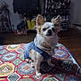bag, blanket, chihuahua, clothing_rack, clutter, collar, cozy, denim_jacket, dog, ears, fur, hardwood_floor, indoor, patterned_blanket, pet, portrait, shelf, shoes, sitting, small_dog