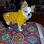 bed, blanket, chihuahua, cozy, dog, ears, eyes, flash_photo, fur, furniture, home, hoodie, indoor, patterned_blanket, pet, portrait, reflective_eyes, shoe_rack, small_dog, yellow_hoodie