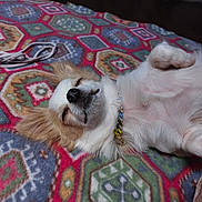 Happy participe au concours pour gagner de l'argent avec cette photo : bed, blanket, collar, cord, cozy, cute, dog, ears, fur, indoor, jewelry, lying_on_back, nose, patterned_blanket, paw, pet, puppy, relaxed, sleeping, small_dog