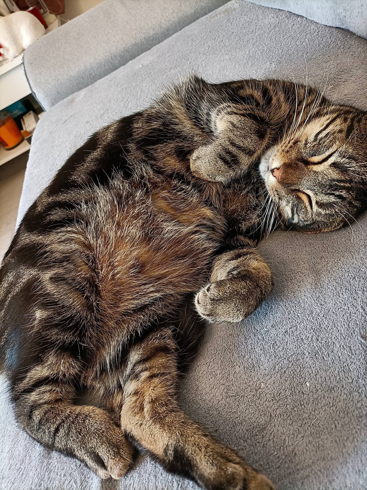 Rocco participe au concours pour gagner de l'argent avec cette photo : carnivore, cat, claw, comfort, domestic_short_haired_cat, ear, eye, fawn, felidae, fur, metal, nap, paw, sleep, small_to_medium_sized_cats, snout, tail, terrestrial_animal, vertebrate, whiskers