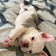 Gojo joined the competition — help win amazing prizes! puppy, dog, cute, pet, lying_down, tongue_out, pink_paws, ears, blanket, cozy, playful, fur, close_up, animal, young, indoor, resting, adorable, sleepy, soft