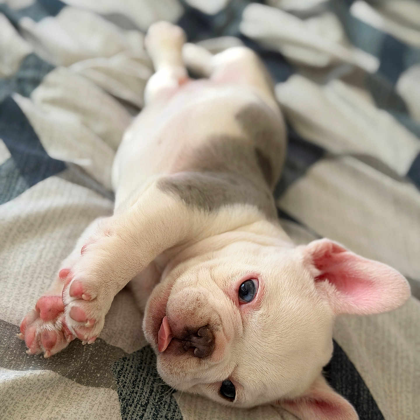 Gojo joined the competition — help win amazing prizes! puppy, dog, cute, pet, lying_down, tongue_out, pink_paws, ears, blanket, cozy, playful, fur, close_up, animal, young, indoor, resting, adorable, sleepy, soft