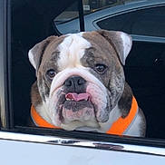 Winston joined the competition — help win amazing prizes! dog, bulldog, car, window, orange_harness, pet, animal, tongue_out, face, brown_and_white, vehicle, looking_out, cute, domestic_animal, canine, transport, seat, portrait, expression, pet_accessory