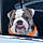 Winston