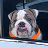 dog, bulldog, car, window, orange_harness, pet, animal, tongue_out, face, brown_and_white, vehicle, looking_out, cute, domestic_animal, canine, transport, seat, portrait, expression, pet_accessory