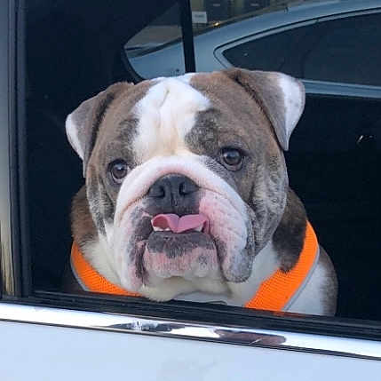 Winston