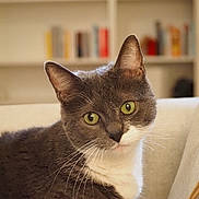 Chipie participe au concours pour gagner de l'argent avec cette photo : animal, background_blur, cat, close_up, couch, cozy, curious, domestic_cat, feline, furniture, gray_cat, green_eyes, home, indoor, pet, portrait, sitting, soft_light, whiskers, white_cat