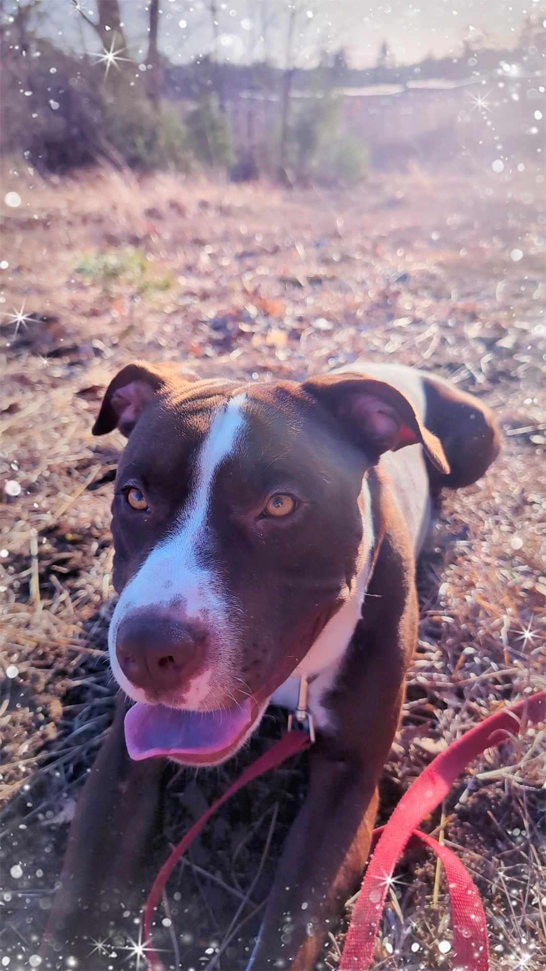 Sid joined the competition — help win amazing prizes! dog, animal, pet, outdoor, sunlight, leash, happy, tongue_out, brown, white, grass, nature, closeup, portrait, canine, ears, eyes, snout, summer, daytime