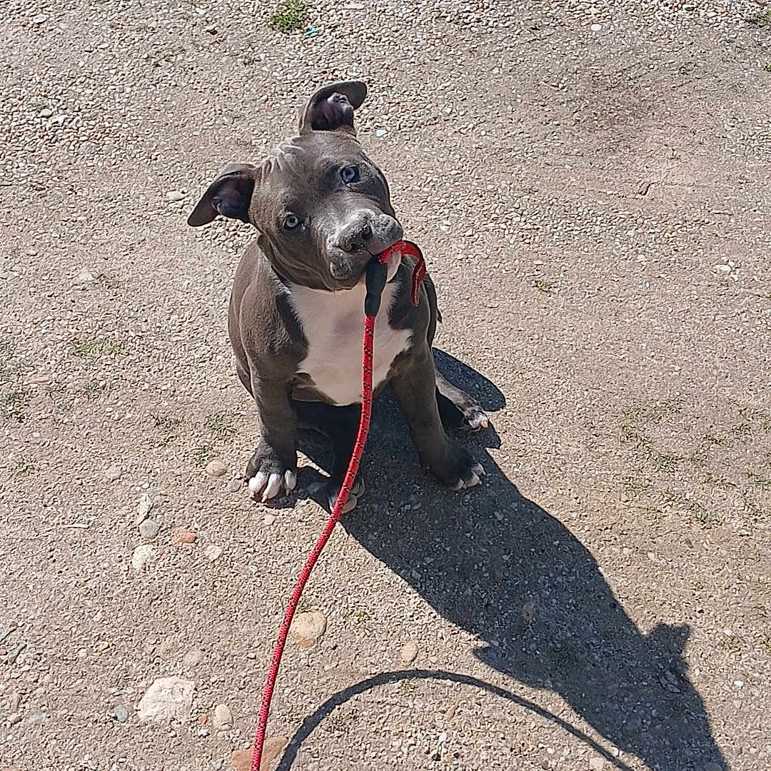 Vegas participe au concours pour gagner de l'argent avec cette photo : accessories, animal, boxer, bulldog, canine, dog, frenchbulldog, gravel, hound, labradorretriever, leash, pet, pitbull, puppy, road, rope, slate, snout, soil, strap