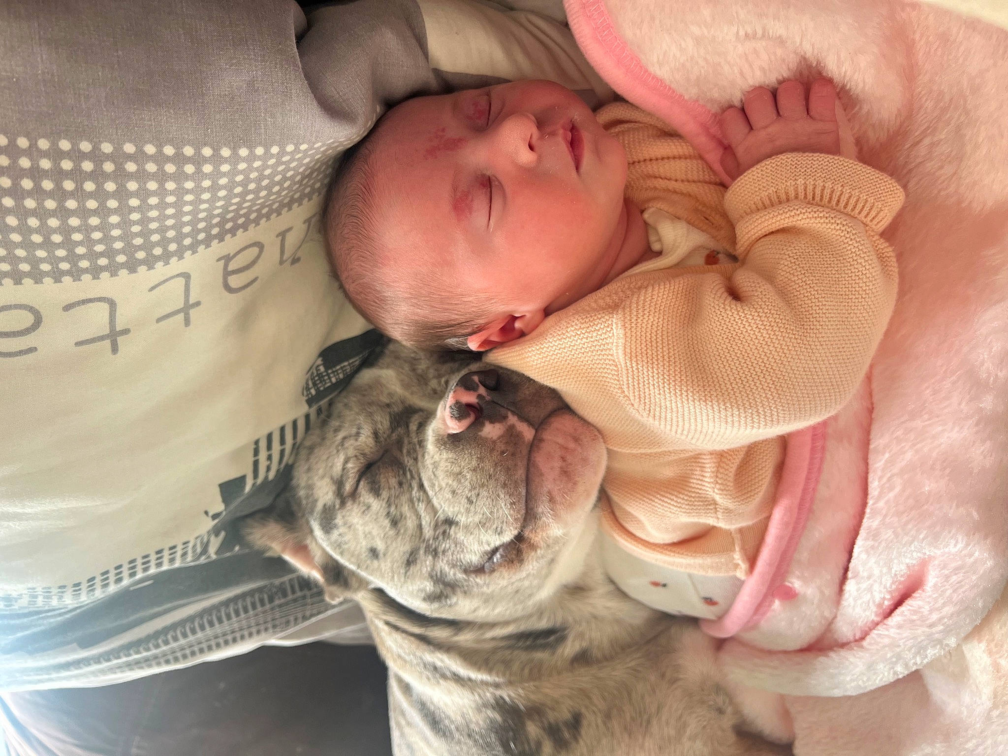 Kamyla participe au concours pour gagner de l'argent avec cette photo : baby, baby_safety, baby_sleeping, bedding, bedtime, carnivore, child, comfort, companion_dog, dog, ear, felidae, linens, nail, nap, person, skin, textile, toddler, whiskers