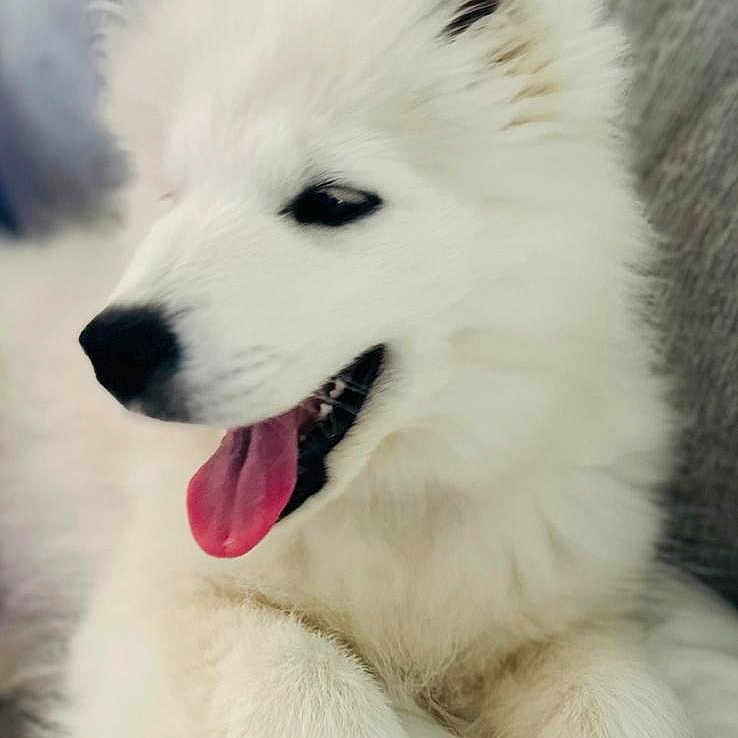 Nina a rejoint le concours — aidez-le/la à gagner de superbes lots ! animal, canine, closeup, couch, cute, dog, domestic_animal, fluffy, fur, happy, indoor, pet, portrait, puppy, relaxed, smiling, soft, tongue_out, white_fur, young_dog