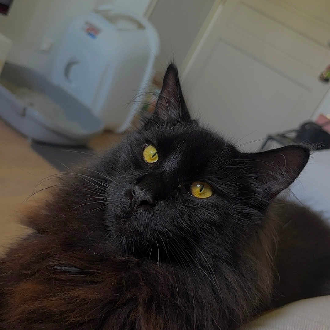 Venom participe au concours pour gagner de l'argent avec cette photo : animal, black_cat, cat, closeup, cozy, cute, domestic_cat, ears, face, feline, fluffy, indoor, looking, pet, portrait, relaxed, resting, soft_fur, whiskers, yellow_eyes
