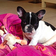 Looky a rejoint le concours — aidez-le/la à gagner de superbes lots ! puppy, dog, french_bulldog, black_and_white, blanket, plush_toy, indoor, floor, curious, pet, animal, cute, young, lying_down, cozy, pink, soft_toy, domestic, companion, playful