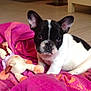 puppy, dog, french_bulldog, black_and_white, blanket, plush_toy, indoor, floor, curious, pet, animal, cute, young, lying_down, cozy, pink, soft_toy, domestic, companion, playful