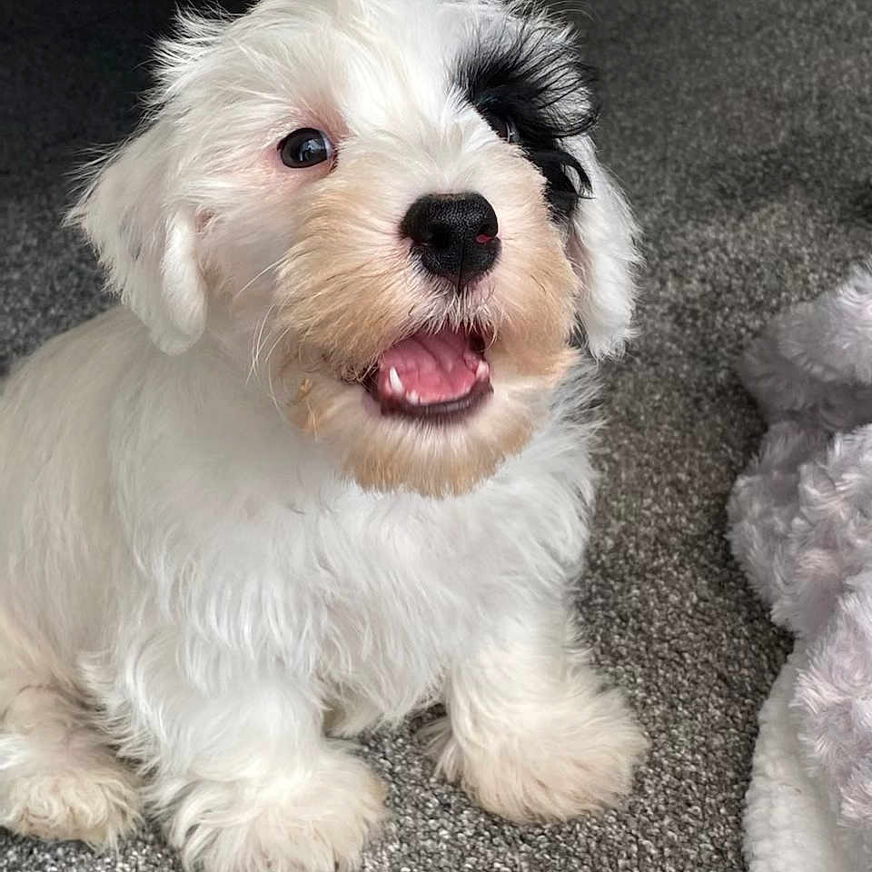 Chester