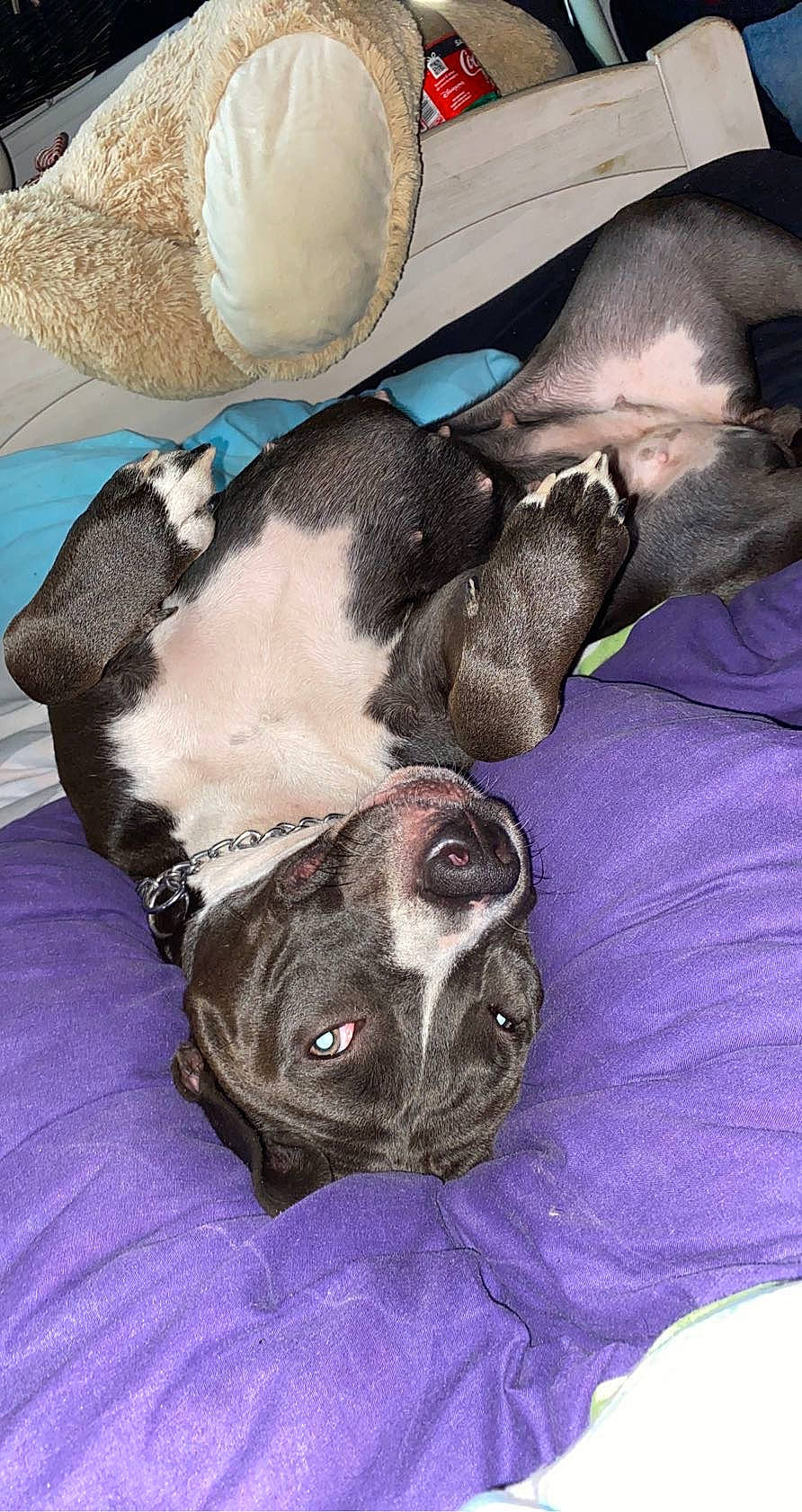 Gandja participe au concours pour gagner de l'argent avec cette photo : american_pit_bull_terrier, american_staffordshire_terrier, boston_terrier, canidae, carnivore, companion_dog, dog, dog_breed, ear, fawn, french_bulldog, non_sporting_group, olde_english_bulldogge, pit_bull, puppy, snout, sporting_group, staffordshire_bull_terrier, valley_bulldog