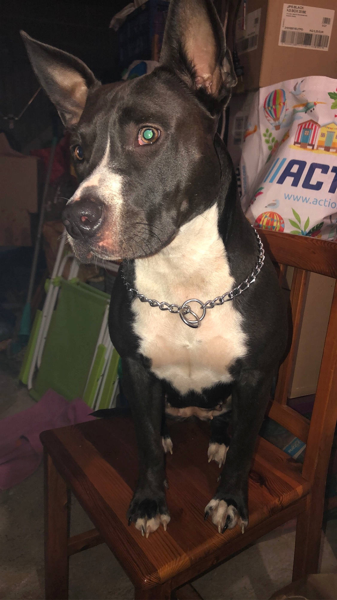 Gandja participe au concours pour gagner de l'argent avec cette photo : american_pit_bull_terrier, american_staffordshire_terrier, canidae, carnivore, dog, dog_breed, fawn, mammal, non_sporting_group, pit_bull, snout, vertebrate, whiskers