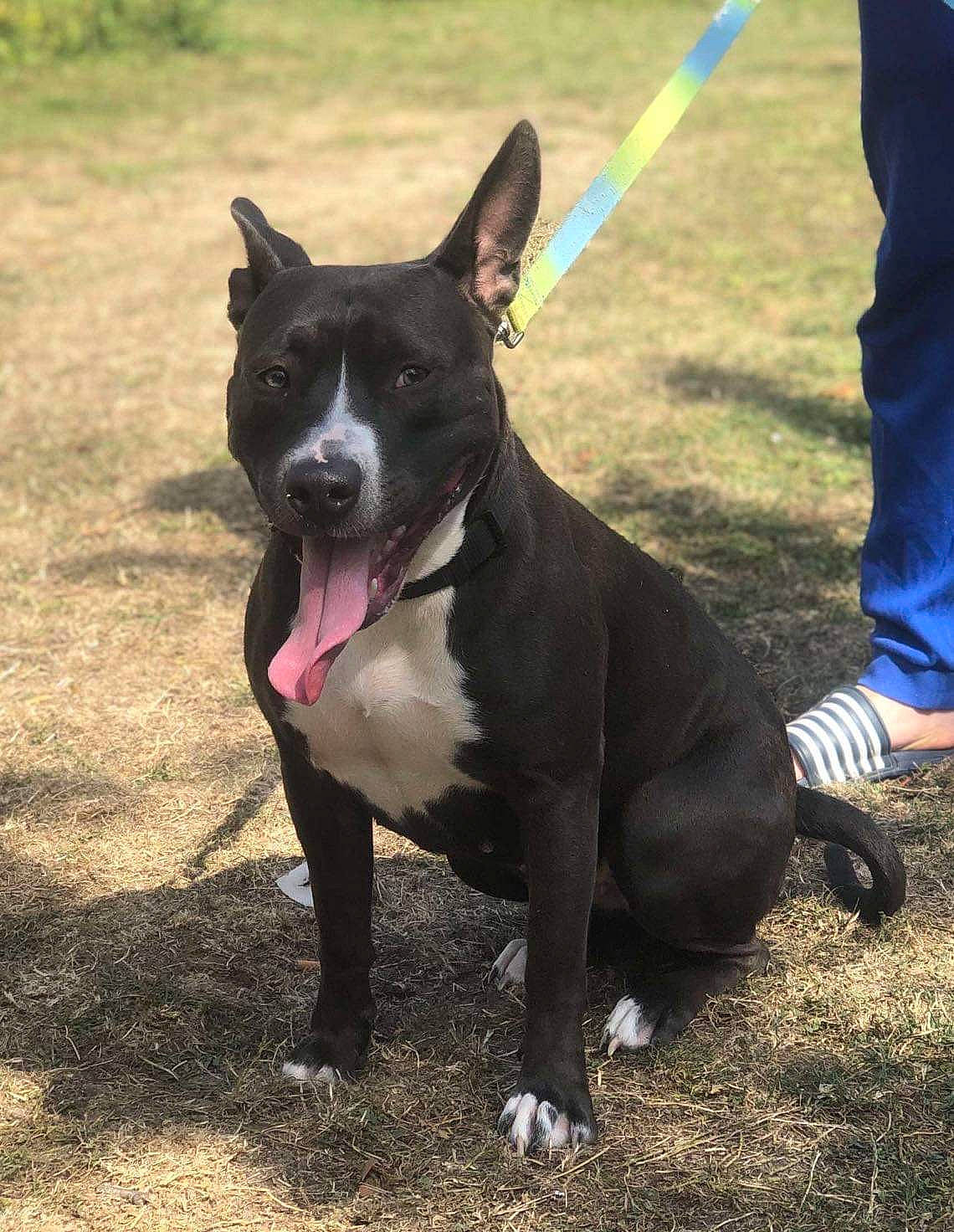 Gandja participe au concours pour gagner de l'argent avec cette photo : american_pit_bull_terrier, american_staffordshire_terrier, bull_and_terrier, canidae, canis_panther, carnivore, dog, dog_breed, fawn, mammal, non_sporting_group, old_english_terrier, pit_bull, snout, sporting_group, staffordshire_bull_terrier, terrier, vertebrate