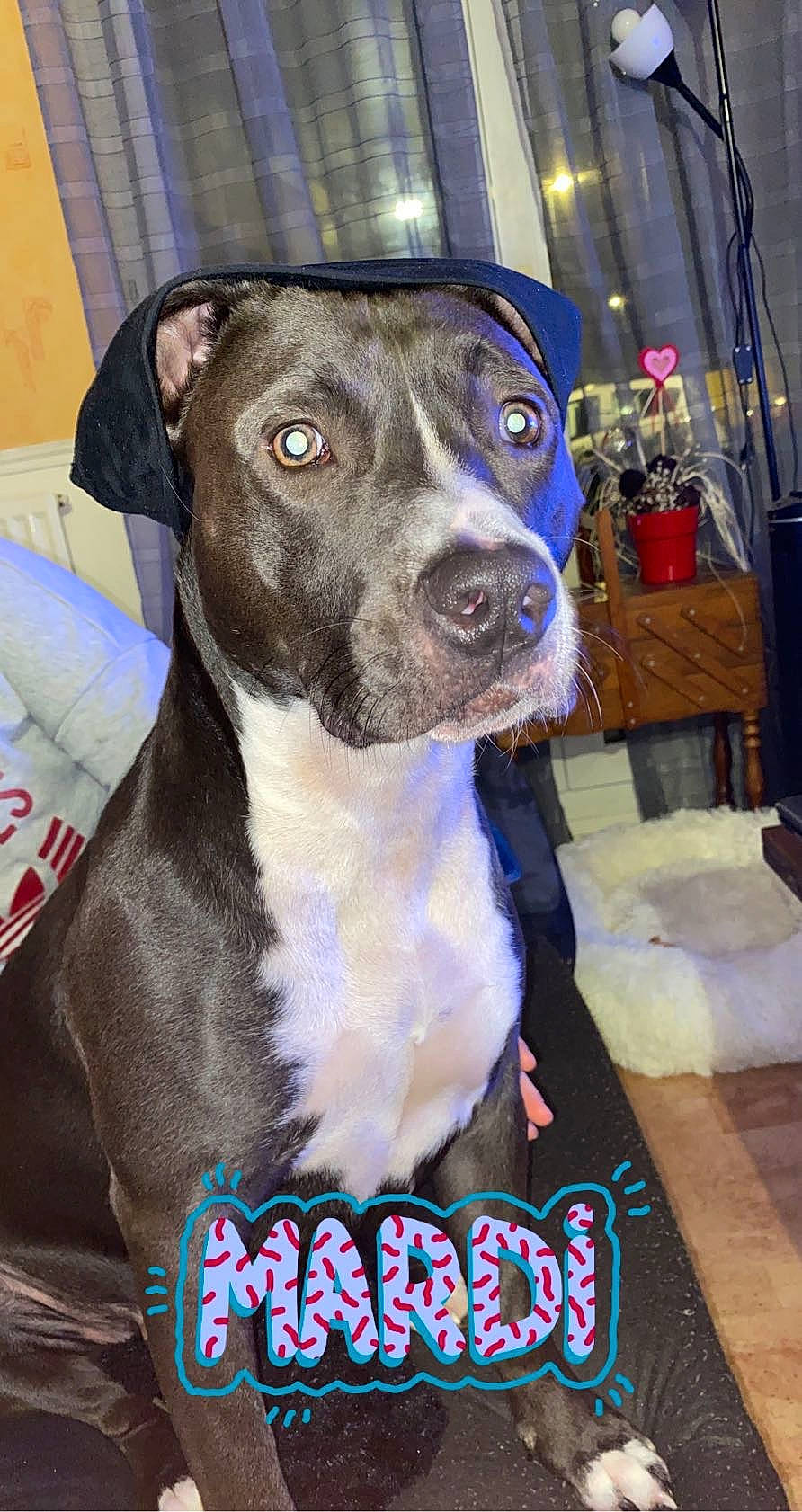 Gandja a rejoint le concours — aidez-le/la à gagner de superbes lots ! american_pit_bull_terrier, american_staffordshire_terrier, bandog, canidae, carnivore, collar, dog, dog_breed, dog_collar, fawn, mammal, non_sporting_group, pit_bull, snout, sporting_group, vertebrate, whiskers