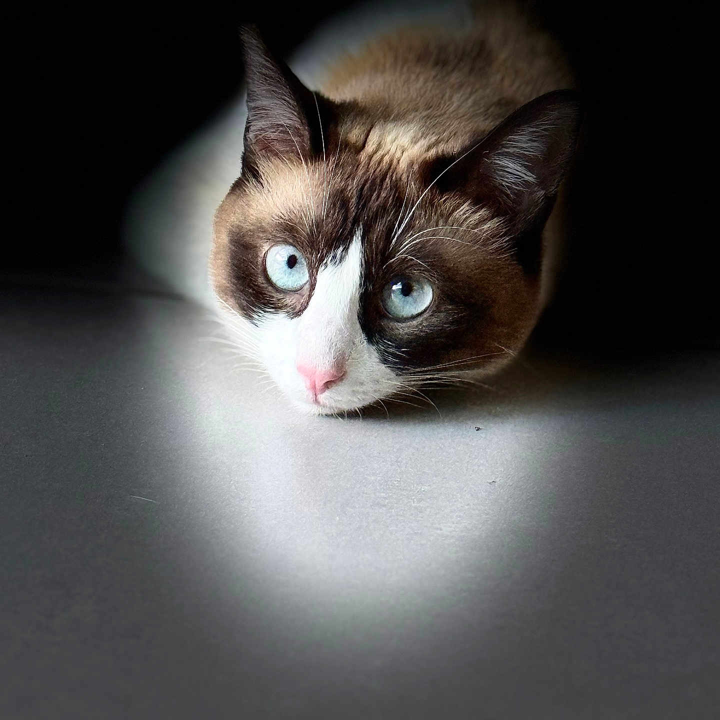 Nina a rejoint le concours — aidez-le/la à gagner de superbes lots ! cat, blue_eyes, close_up, animal, pet, feline, lying_down, spotlight, dark_background, whiskers, pink_nose, fur, indoor, portrait, curious, still_life, mammal, cute, face, alert