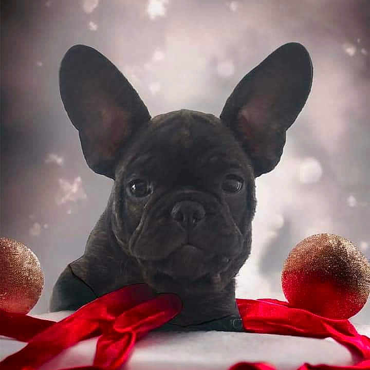 Ustache Busket a rejoint le concours — aidez-le/la à gagner de superbes lots ! art, canidae, carmine, carnivore, companion_dog, dog, dog_breed, ear, event, fawn, magenta, petal, pink, red, snout, toy, toy_dog, whiskers, working_animal, wrinkle