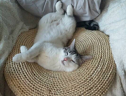 Angel a rejoint le concours — aidez-le/la à gagner de superbes lots ! carnivore, cat, cat_supply, claw, comfort, domestic_short_haired_cat, fawn, felidae, fur, grey, linens, nap, paw, small_to_medium_sized_cats, tail, textile, whiskers, wood, wool, woven_fabric