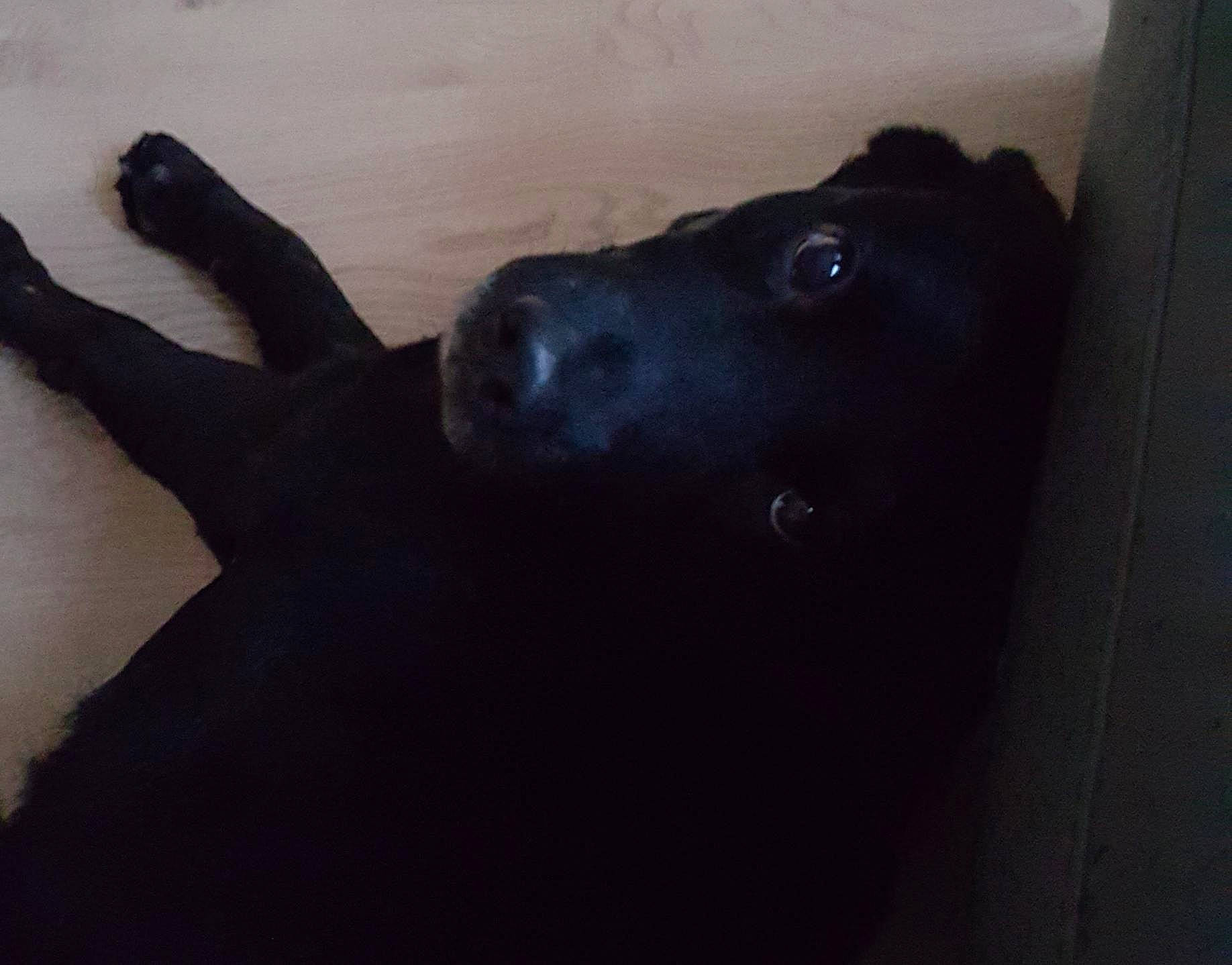 Jacob participe au concours pour gagner de l'argent avec cette photo : borador, canidae, carnivore, companion_dog, dog, dog_breed, dog_collar, fur, non_sporting_group, shadow, snout, sporting_group, tail, tints_and_shades, working_animal, working_dog