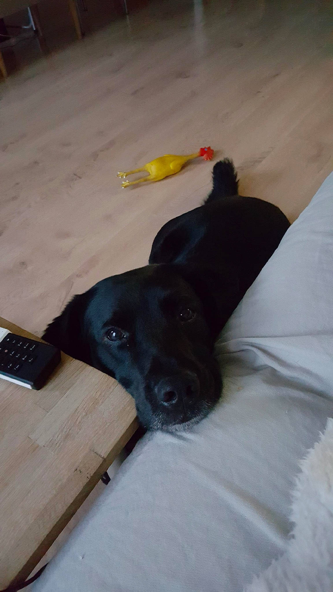 Jacob participe au concours pour gagner de l'argent avec cette photo : borador, canidae, carnivore, collar, comfort, companion_dog, dog, dog_breed, flooring, guard_dog, hardwood, non_sporting_group, rampur_greyhound, remote_control, sporting_group, tail, terrestrial_animal, wood, working_animal