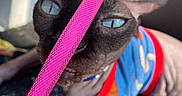 Anubis joined the competition — help win amazing prizes! animal, black_cat, blue_eyes, cat, close_up, clothing, collar, colorful, costume, couch, dramatic_look, funny, indoors, pet, pink_strap, portrait, seated, short_hair, whiskers, window