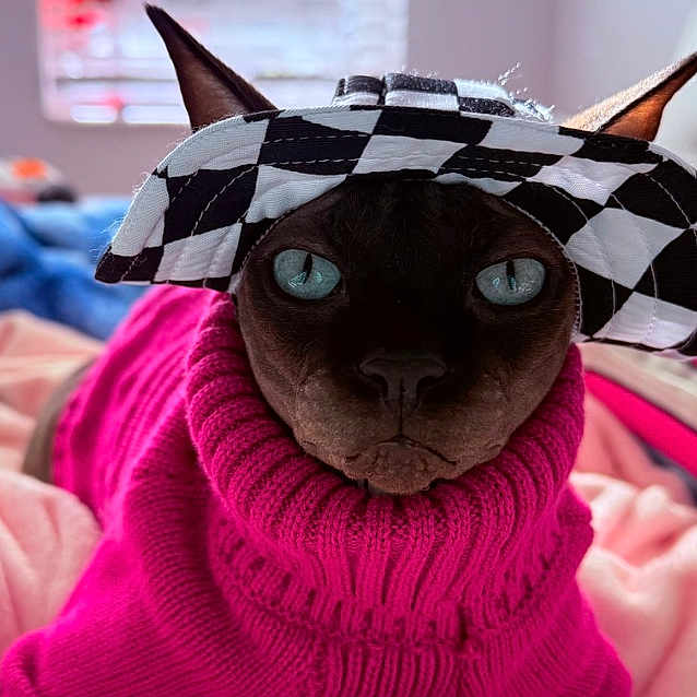 Anubis