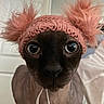Anubis is registered to the contest to win money with this photo: animal, bed, bedroom, black_cat, blanket, cat, close_up, cozy, fashion, funny, hairless_cat, indoor, knitted_hat, pet, pink, pink_hat, pom_poms, portrait, sphynx_cat, wide_eyes