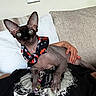 Anubis joined the competition — help win amazing prizes! animal, blanket, bow_tie, cat, clothing, couch, green_eyes, hairless_cat, hand, indoor, large_ears, living_room, lounging, manicure, person, pet, pillow, portrait, sphynx_cat, wrinkled_skin