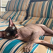 Anubis is registered to the contest to win money with this photo: animal, brown, cat, cushions, funny, furniture, hairless, large_eyes, lying_down, outdoor, pet, pointed_ears, porch, portrait, relaxed, sphynx_cat, striped, swing, tongue_out, wrinkled_skin