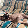 animal, brown, cat, cushions, funny, furniture, hairless, large_eyes, lying_down, outdoor, pet, pointed_ears, porch, portrait, relaxed, sphynx_cat, striped, swing, tongue_out, wrinkled_skin