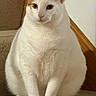 cat, white_cat, orange_patch, chubby_cat, pet, indoor, carpet, staircase, animal, feline, sitting, looking_forward, calm, cute, domestic_cat, fur, whiskers, ears, paws, house