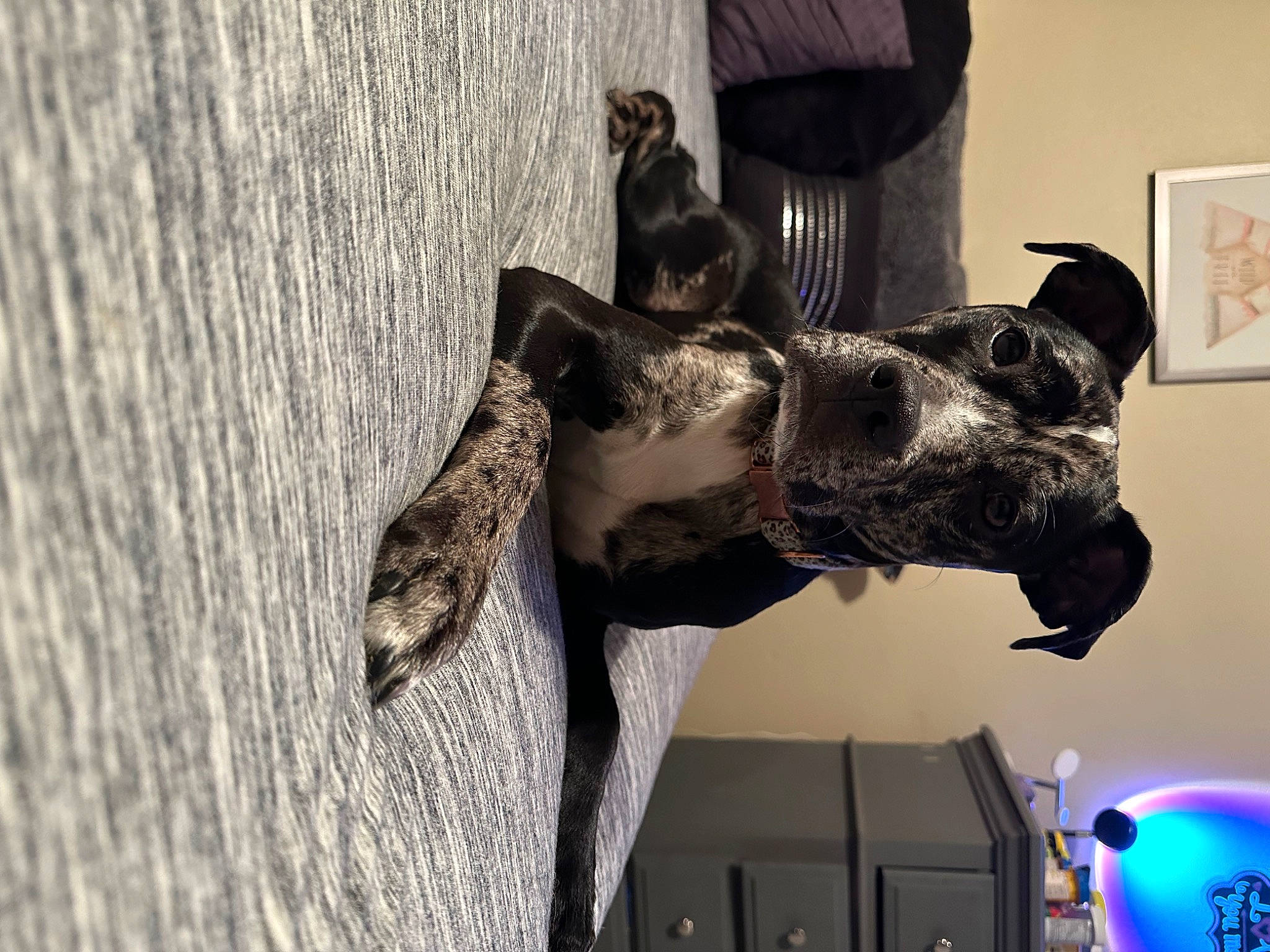 Koda is registered to the contest to win money with this photo: art, canidae, carnivore, collar, dog, dog_breed, fawn, felidae, fur, gadget, grey, guard_dog, non_sporting_group, picture_frame, snout, sporting_group, tail, whiskers, wood, working_animal