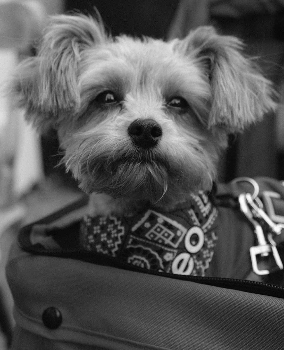 Teo is registered to the contest to win money with this photo: dog, pet, close_up, black_and_white, fluffy, collar, carrier, animal, cute, portrait, face, fur, small_dog, leash, indoor, canine, muzzle, ears, whiskers, expression