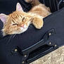 cat, orange_tabby, feline, pet, suitcase, black_suitcase, paw, relaxed, sleepy, fluffy, fur, indoor, travel, handle, stone_floor, cute, animal, resting, close_up, domestic_cat