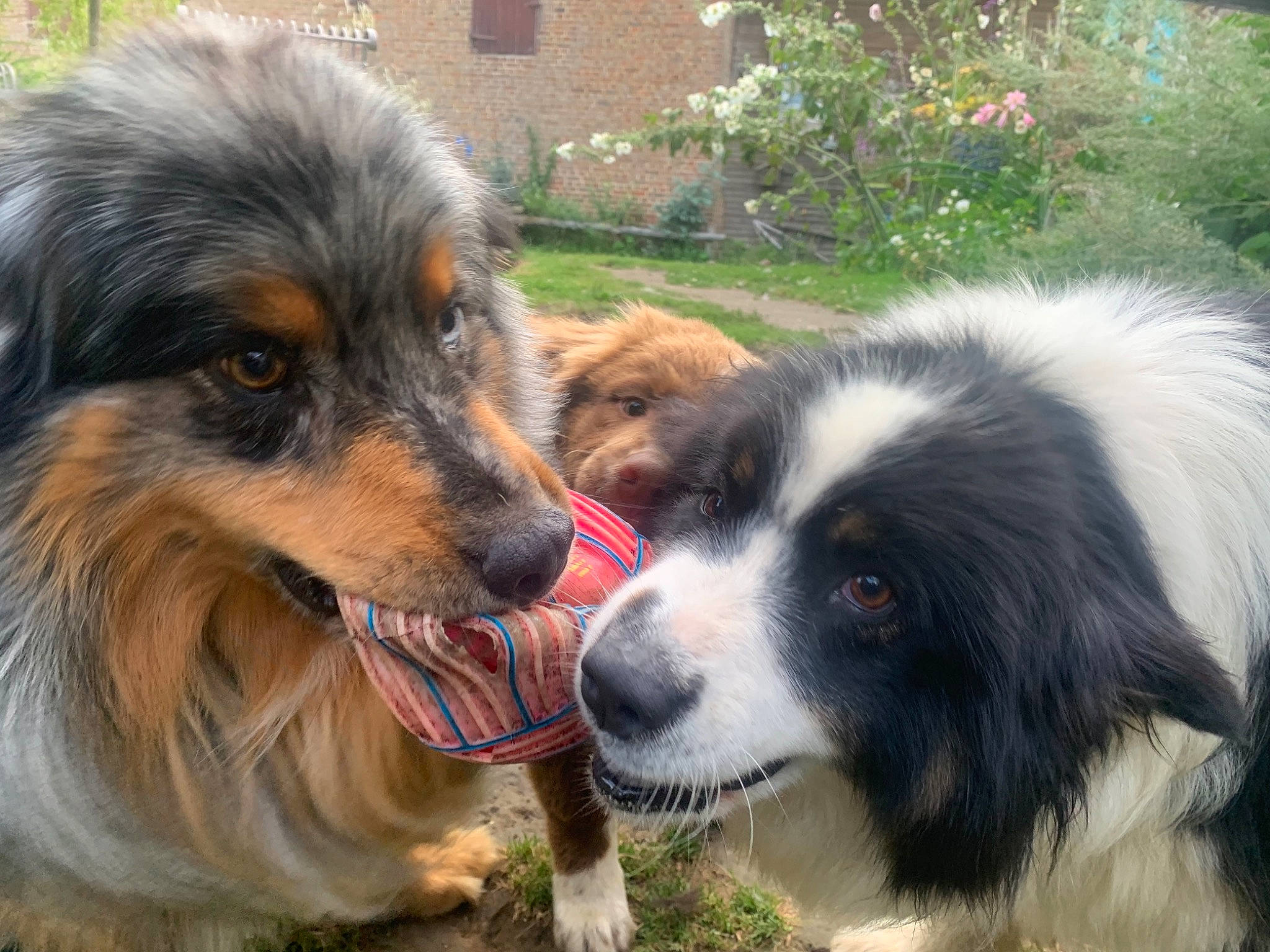 Love participe au concours pour gagner de l'argent avec cette photo : ancient_dog_breeds, border_collie, canidae, carnivore, companion_dog, dog, dog_breed, flower, fur, gaddi_kutta, giant_dog_breed, grass, herding_dog, plant, snout, sporting_group, terrestrial_animal, whiskers, working_dog