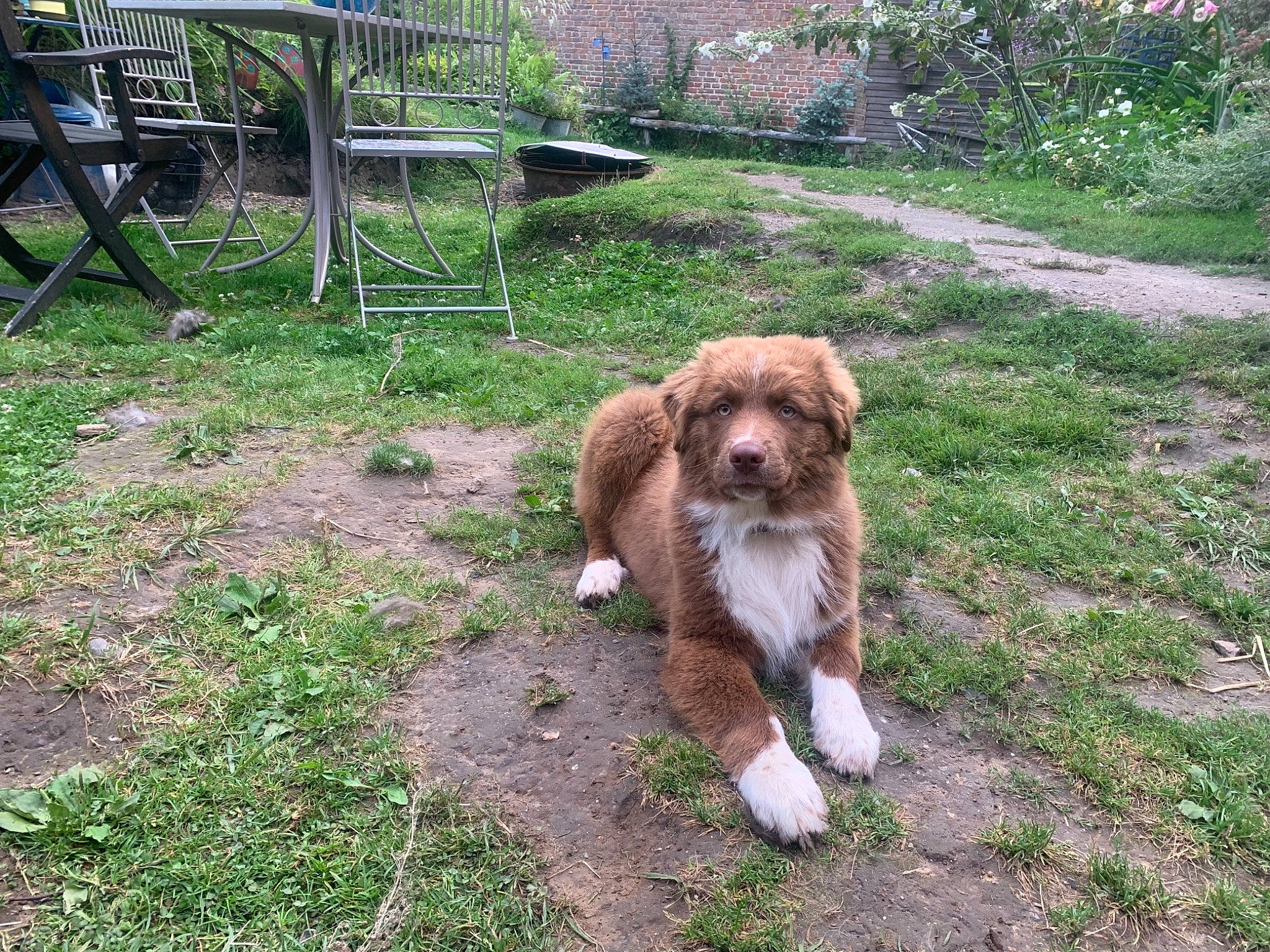 Sonny participe au concours pour gagner de l'argent avec cette photo : carnivore, chair, companion_dog, dog, dog_breed, fawn, felidae, fur, grass, leash, liver, mammal, outdoor_furniture, plant, snout, sporting_group, tail, terrestrial_animal, water_dog, working_animal