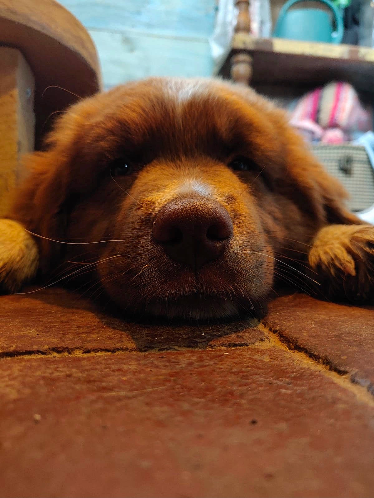 Sonny a rejoint le concours — aidez-le/la à gagner de superbes lots ! canidae, carnivore, companion_dog, dog, dog_breed, fawn, flooring, fur, hardwood, liver, mammal, metal, paw, puppy, retriever, snout, terrestrial_animal, whiskers, wood, working_animal