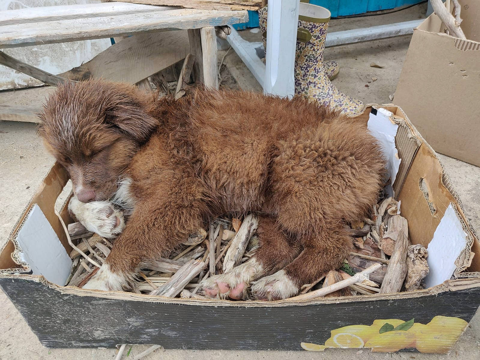 Sonny a rejoint le concours — aidez-le/la à gagner de superbes lots ! animal_shelter, box, canidae, carnivore, companion_dog, dog_breed, fur, liver, livestock, shipping_box, soil, sporting_group, terrestrial_animal, wood, working_animal