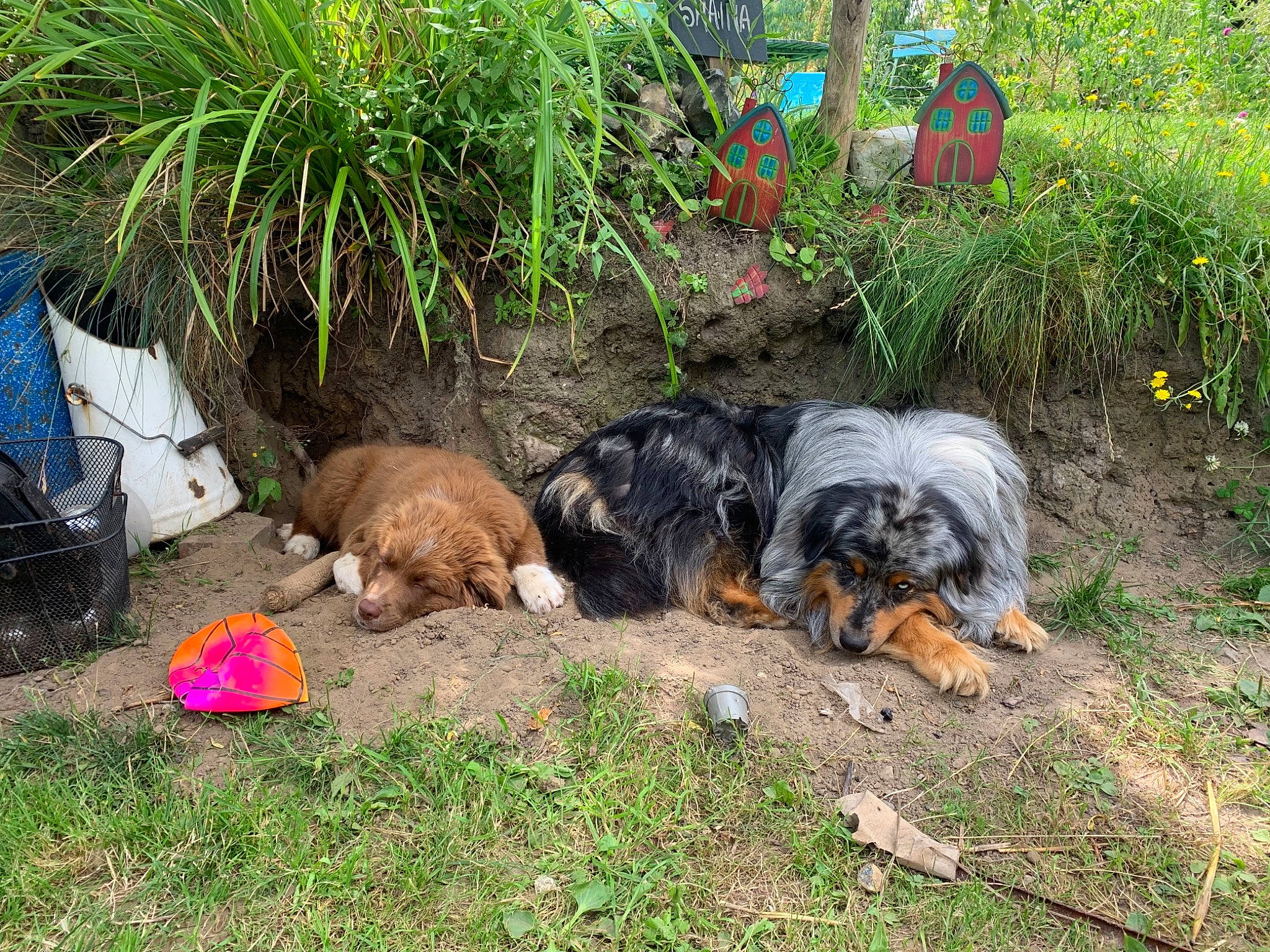 Sonny a rejoint le concours — aidez-le/la à gagner de superbes lots ! canidae, carnivore, companion_dog, dog, dog_breed, garden, grass, groundcover, landscaping, lawn, lawn_ornament, leonberger, plant, soil, sporting_group, tail, tire, tree, wheel, working_animal